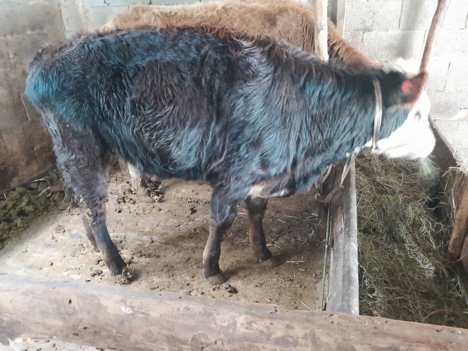 Ұрғашы тайынша 1 жастан асқан