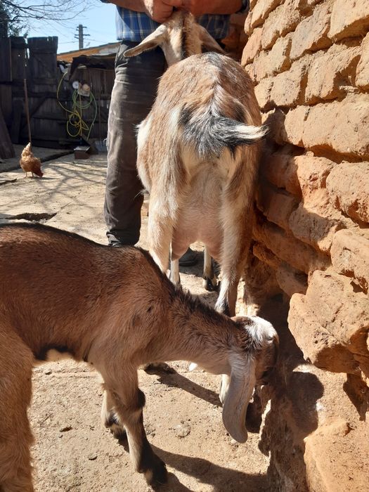 Capra cu ied anglo nubian