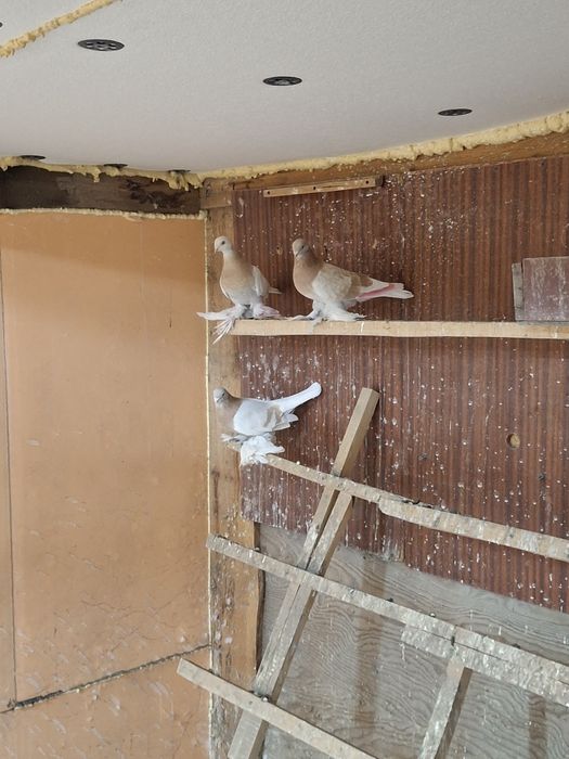 Продам голубей игра гребля тяга