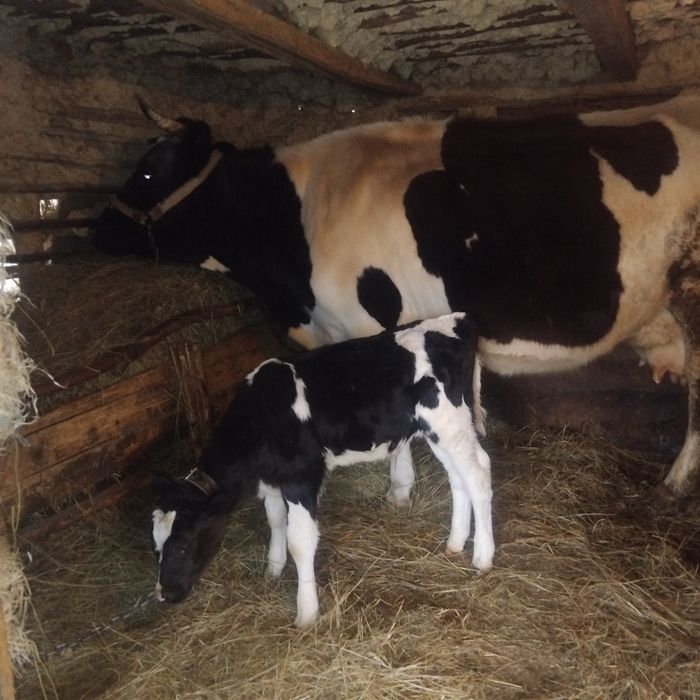 Disponibilă vacă holstain cu vițel