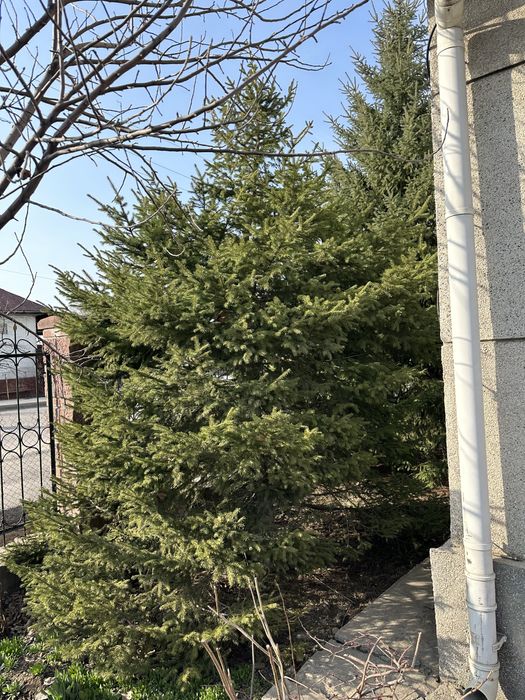 Продам Ель/Ёлка.