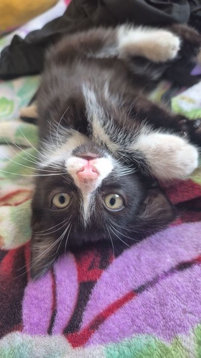 Отдам котенка в добрые руки