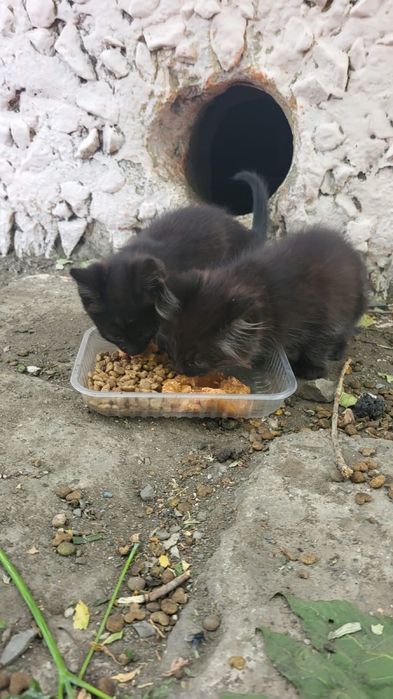 Дарю черных котят