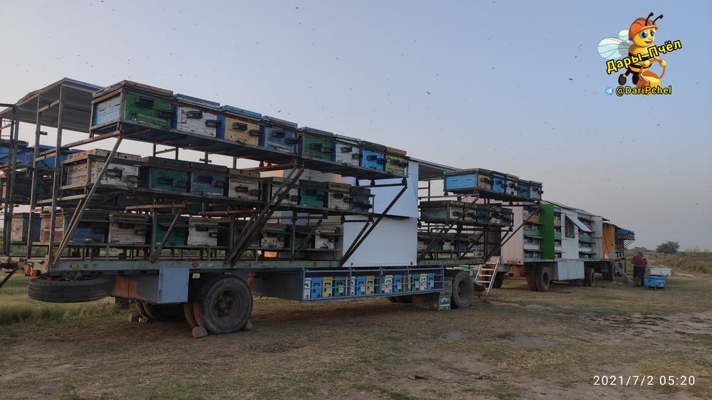 Сотовый мёд. Мёд в сотах. Асал.