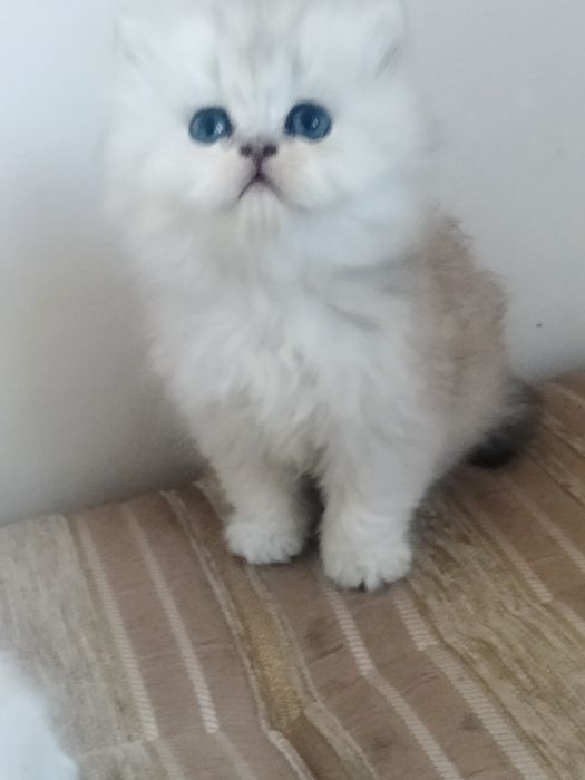 Biritsh shinshila tozzasi sotiladi