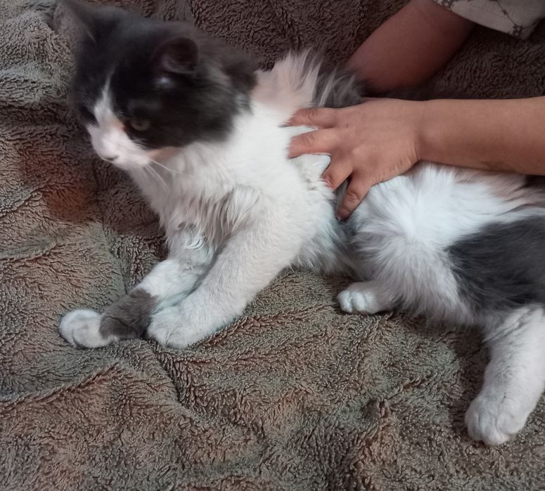 Mushik sotiladi aqili 1yosh