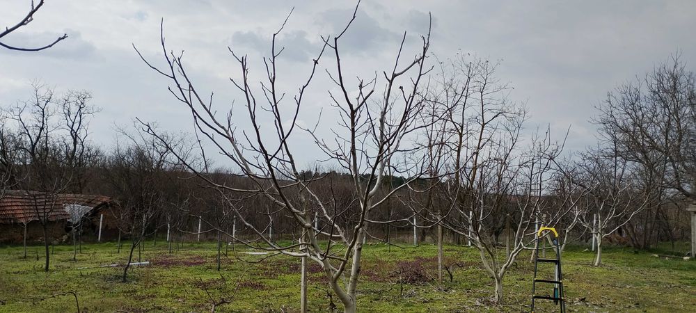 Резитба на овошки и декоративни растения