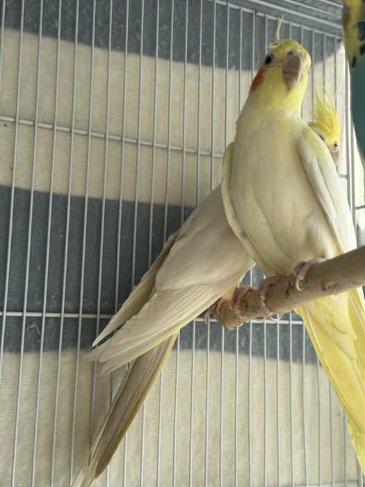 Кареллы пара.