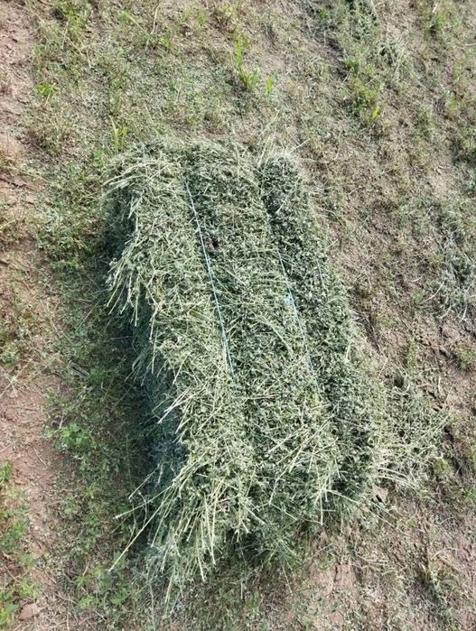 Vând baloți lucernă