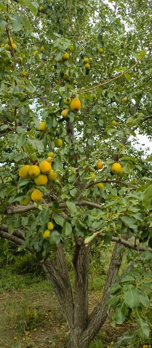 Дом п. Деркул , Селекционная.