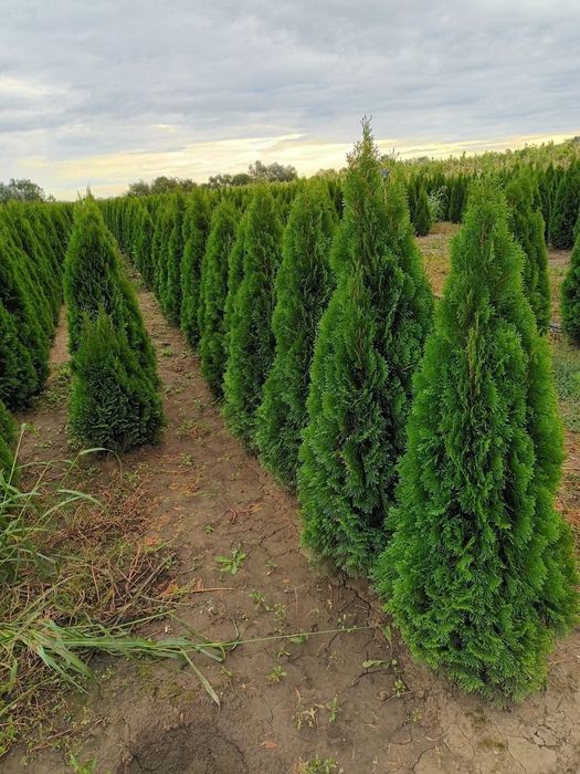 Plante ornamentale tuia leylandii smarald măslini