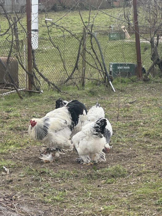 Vand oua pentru incubat rasa Brahma, Wiandotte si Austrolop