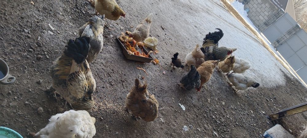 Курицы и петухи домашние