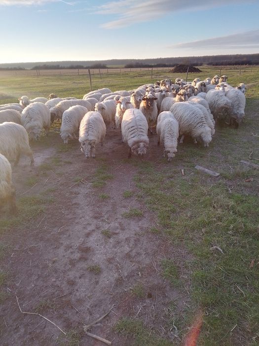 Oi țurcane de vânzare