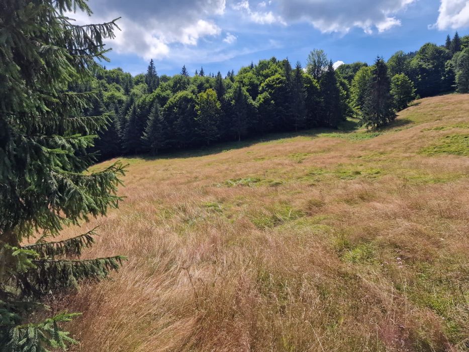 Teren 5000 mp cu pârâu, lângă Lacul Drăgan – parcelabil (1500 mp)