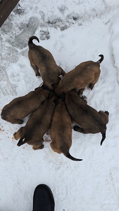 Раздаём щенков от немки