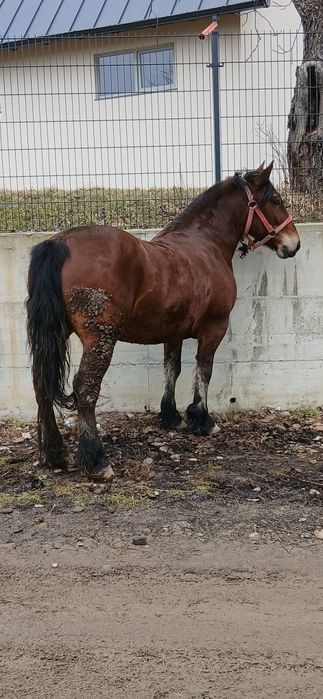 De vanzare iapa de 6 ani