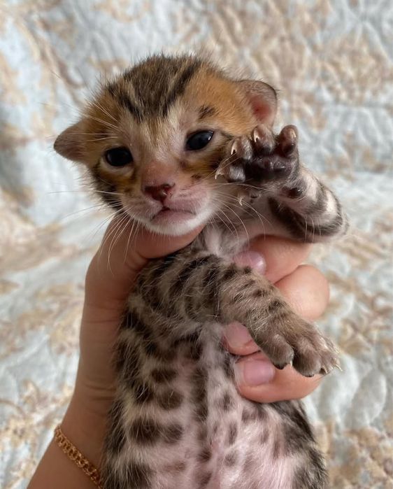 Бенгальские котята