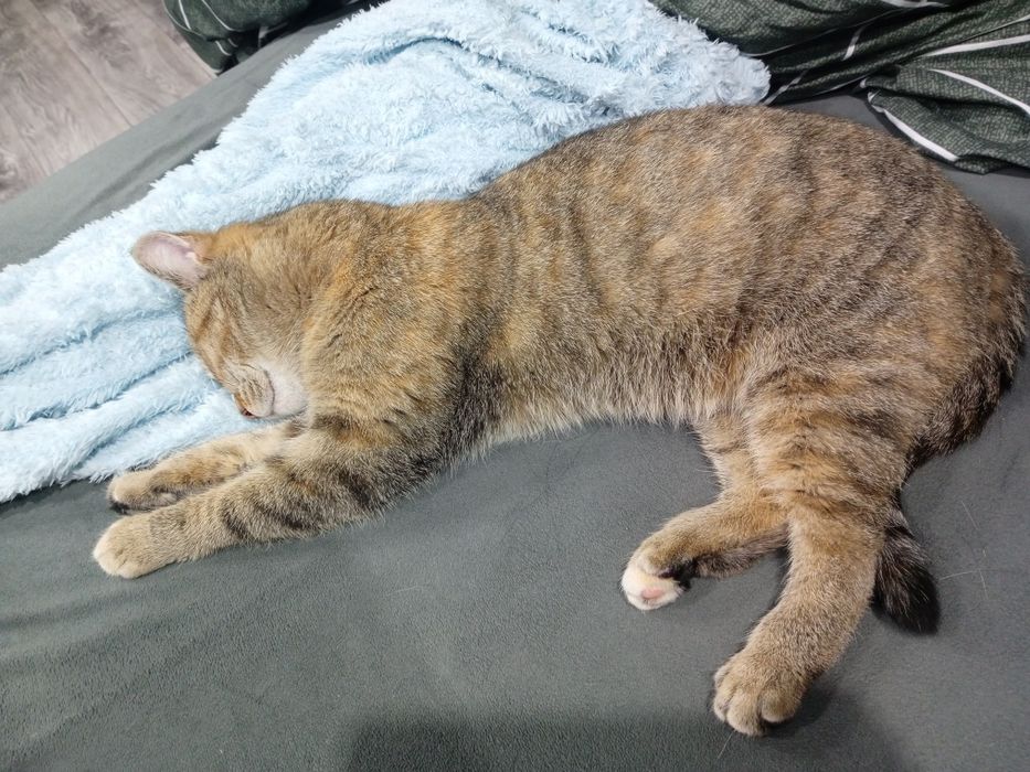 Отдам кошечку девочка