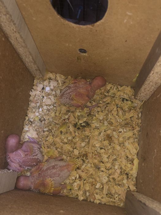 Валнысты папугае сотилади андурка козлари кизил