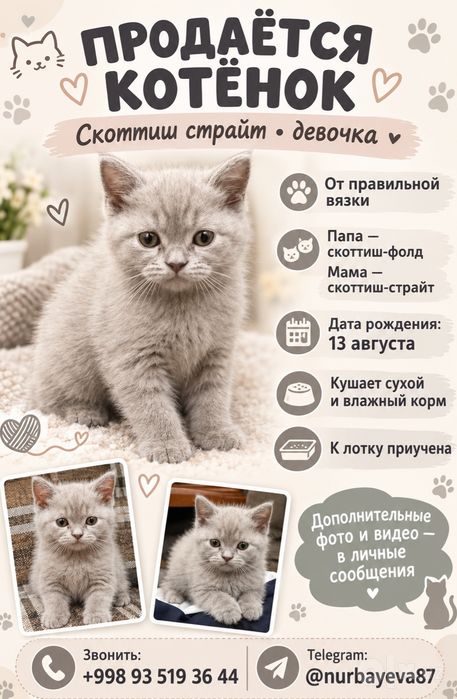 Продаётся котёнок скоттиш страйт