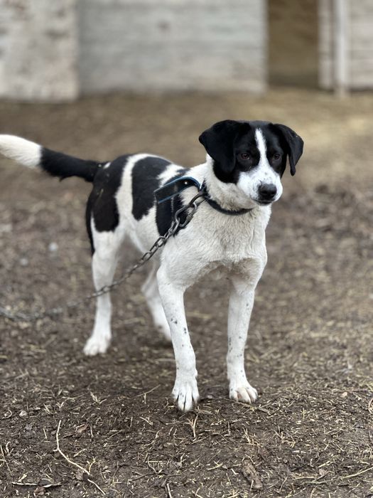 Принцесса. Собака ищет семью. Добрая