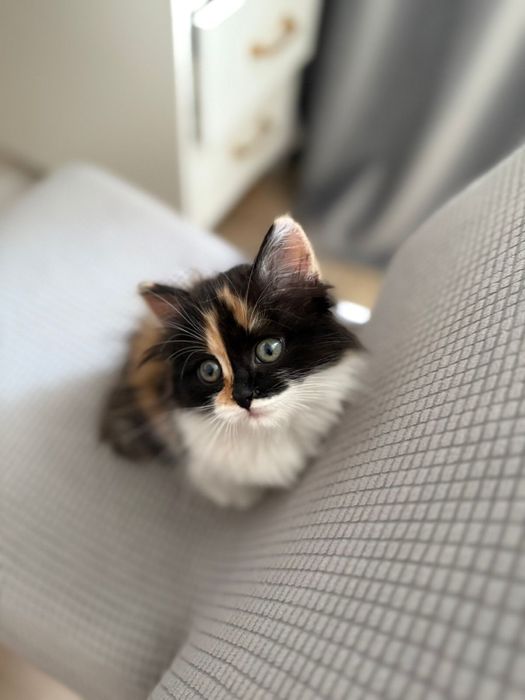 Котенок  девочка в добрые руки