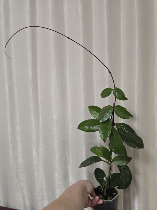 Hoya Carnosa, Lacrima Maicii Domnului, Cerica