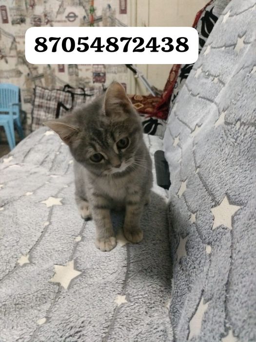 Отдам кота 3 месяца