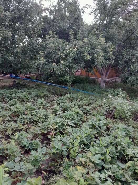 Продам дачу в обществе Парус