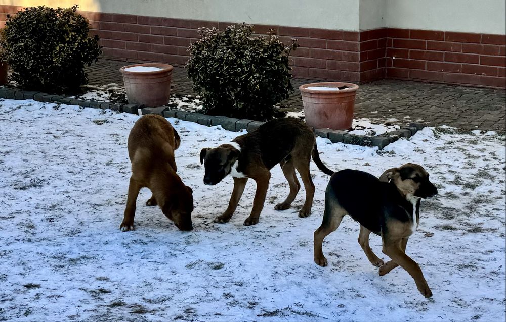 Câini spre adopție.