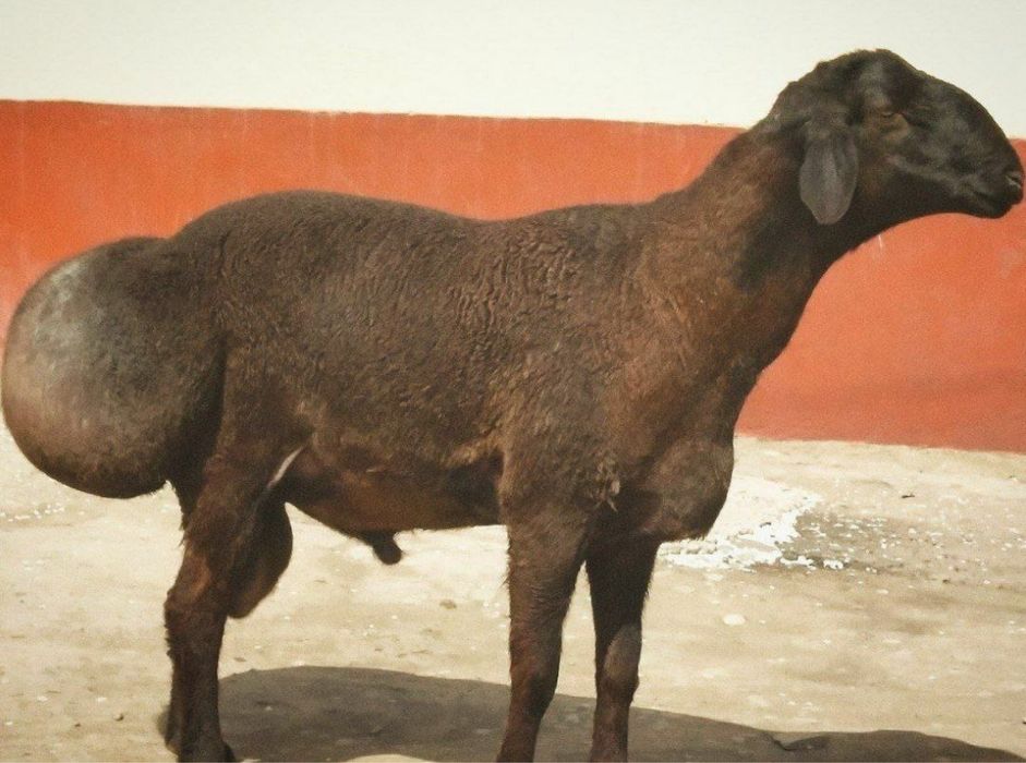 Qurbonlikga quy bor