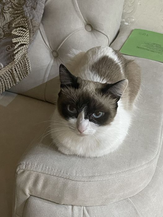 Ласковая кошка