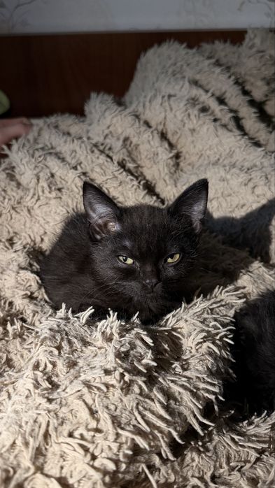 Котята черненькие