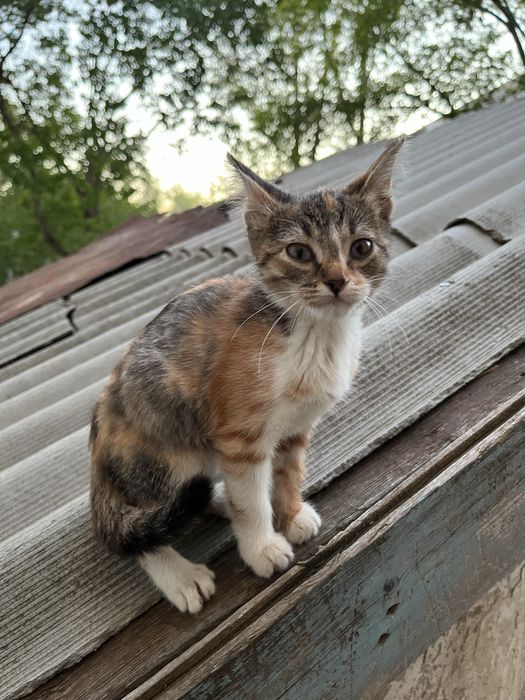 Котенок маленький