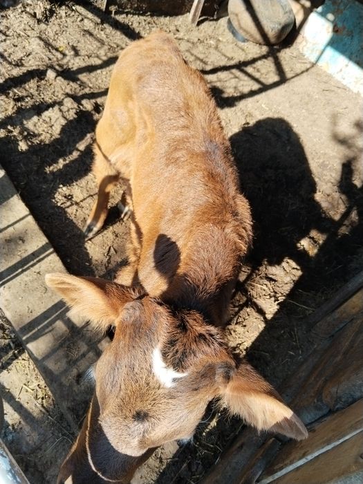 Продаю теленка бычок