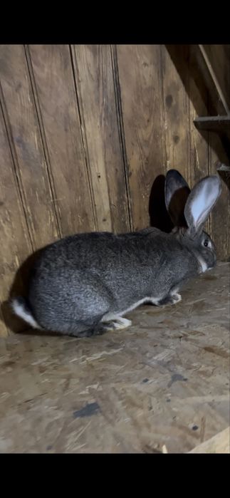 De vânzare pereche  Urias german