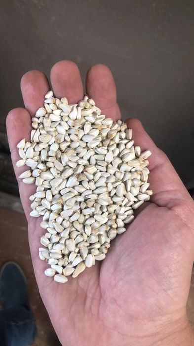 Пшеница.Платный чат!Все корма.