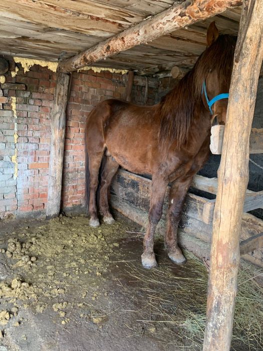 Айгыр 8 жасар сатылады