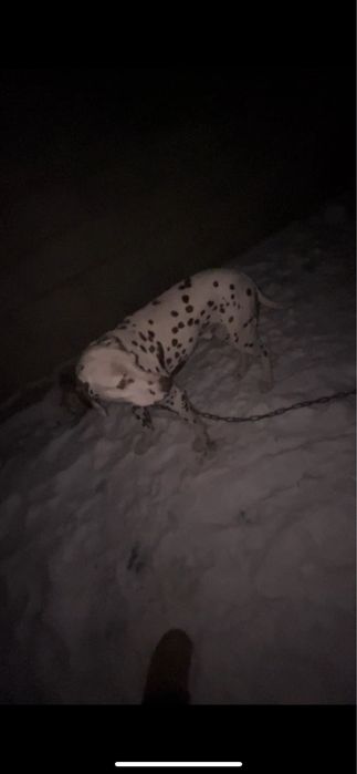 Далмотинец собака