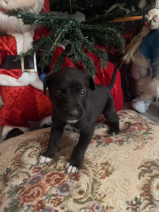 отдаем щенков даром