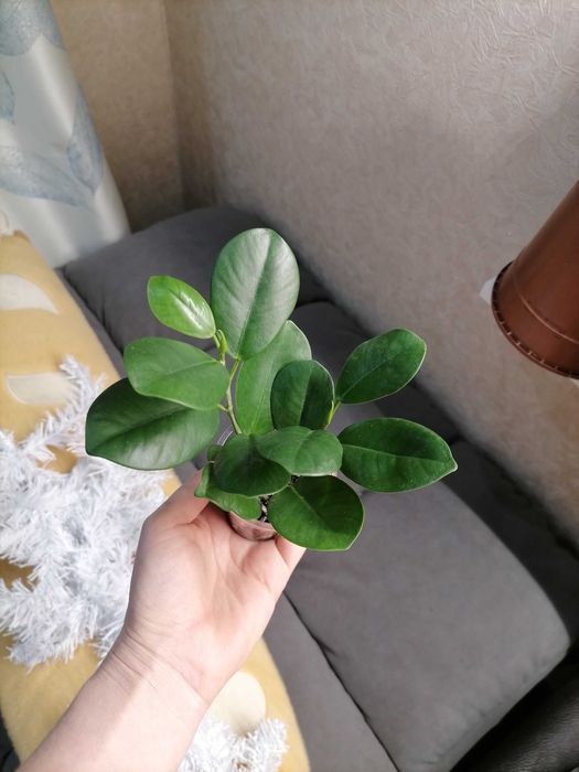 Комнатные растения