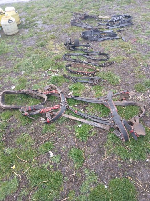 De vânzare ham curea cu clopote pentru cai