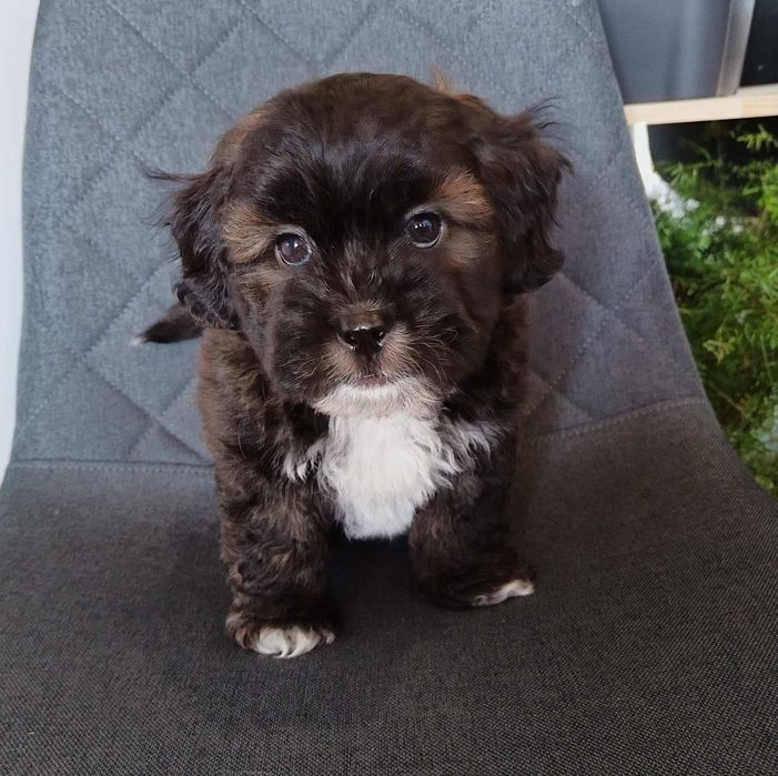 Shih poo/Mini poodle