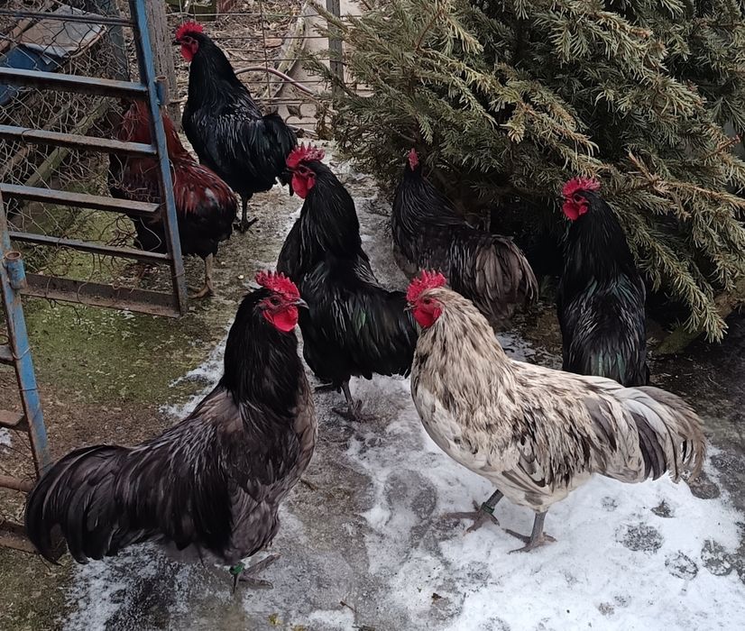 Cocoși 2025 Australop Negru Albastru Splash