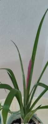 Билбергия / Billbergia |