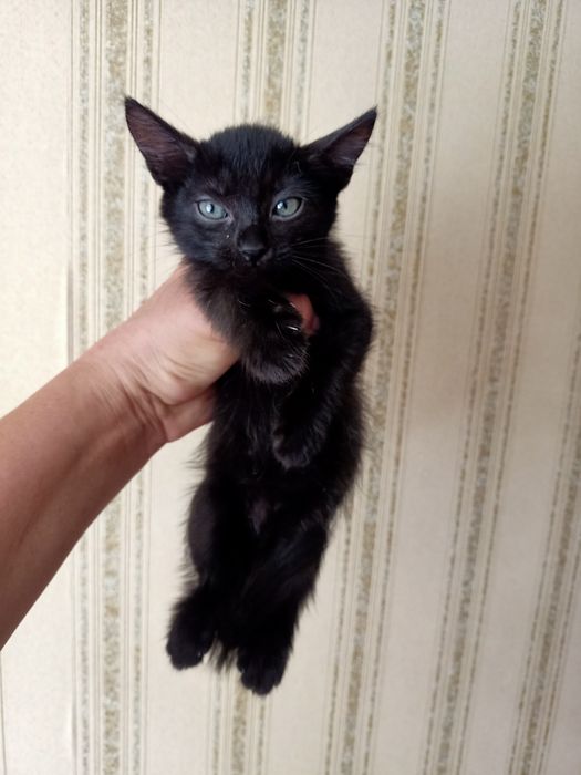 Отдам котят бесплатно