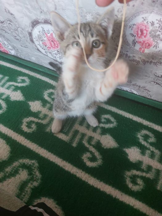 Отдам котенка (девочка )