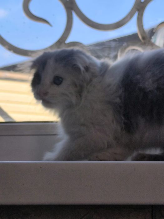 Котенок бесплатно