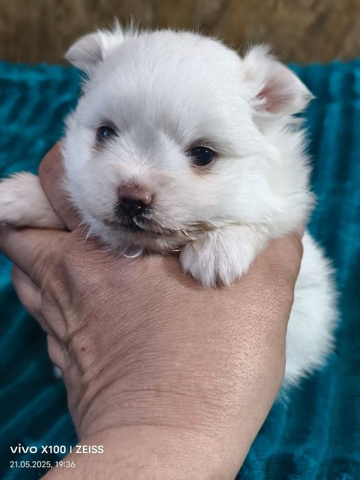 Очаровательные щенки шпица.